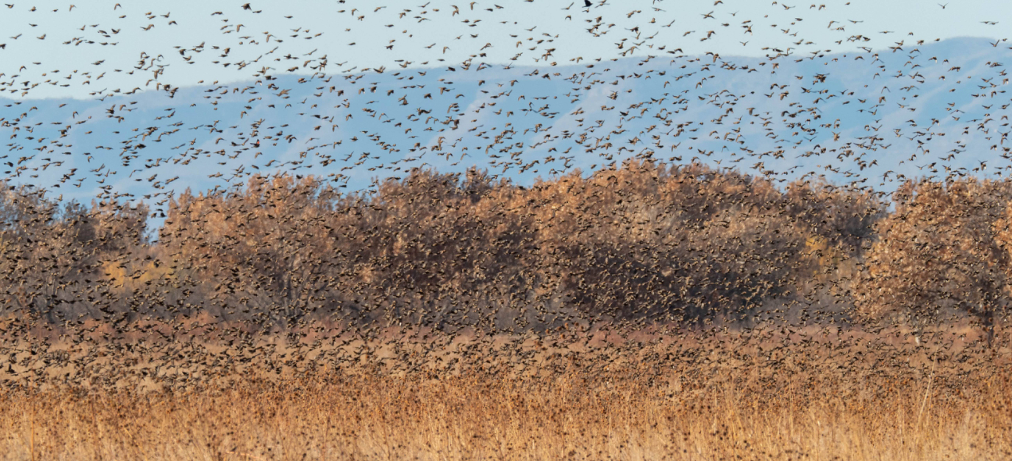 Large bird flock